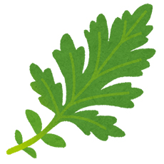 ヨモギ葉エキス